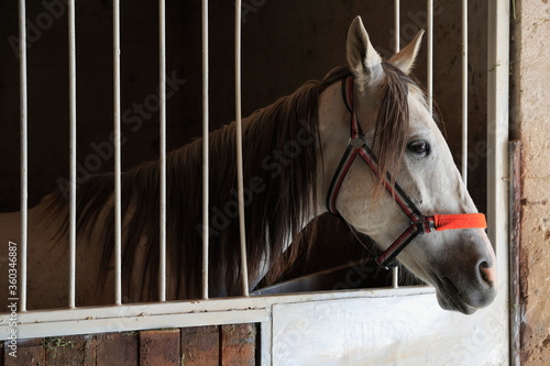 Fototapeta Naklejka Na Ścianę i Meble -  A horse at a horse farm, caring from the barn window.