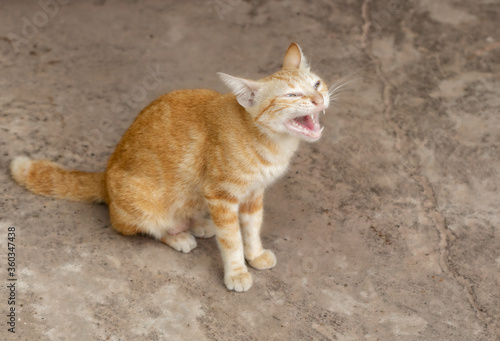 at yawning with a wide mouth