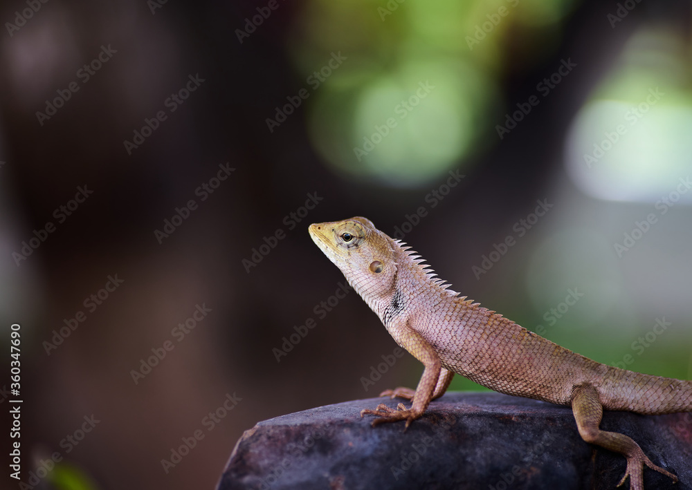 Fototapeta premium Close-up view of the brown lizard