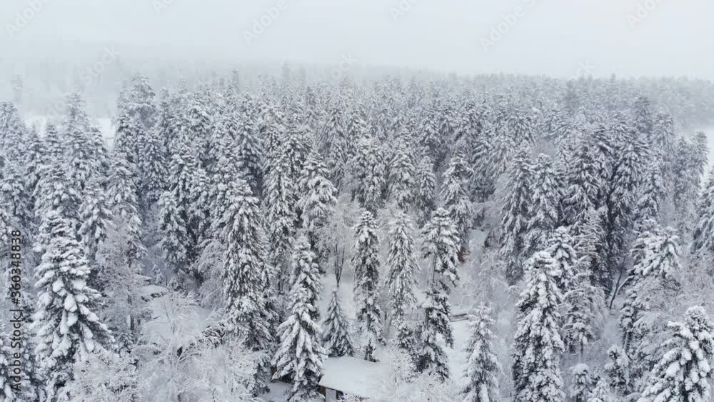 Aerial view of a snowy winter forest during a snowfall coniferous mountain forests. Winter background with forward parallax effect and real snowfall Aerial view of a snowy winter forest during a snowfall coniferous mountain forests. Winter background with forward parallax effect and real snowfall