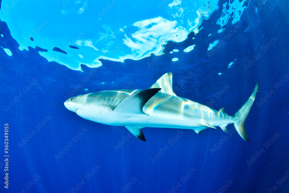 Fototapeta premium Reef shark swimming in the blue with sunlight in the back