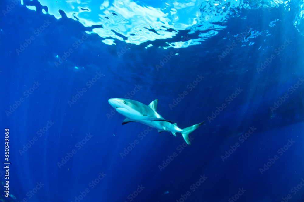 Fototapeta premium Reef shark swimming in the blue with sunlight in the back