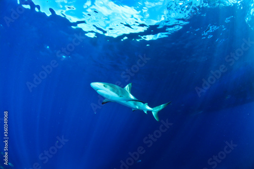 Reef shark swimming in the blue with sunlight in the back