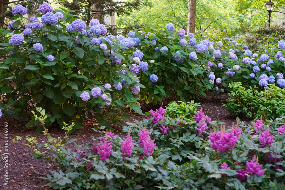 Colorful flowers in garden. Soft focus, noise added to beautiful plants in a park. Blue hydrangea. Colorful flowers in garden. Soft focus, noise added to beautiful plants in a park. Blue hydrangea.