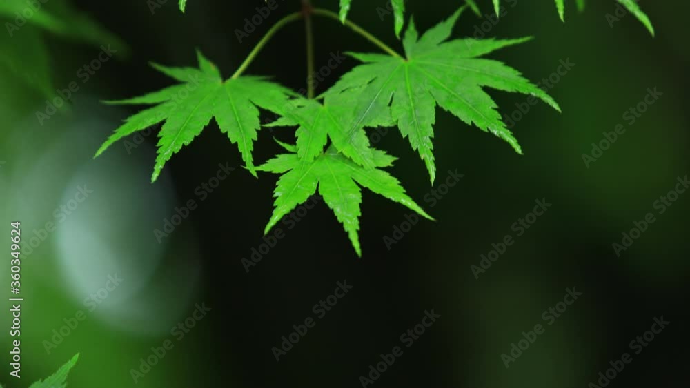 雨の日　青もみじ　梅雨　6月