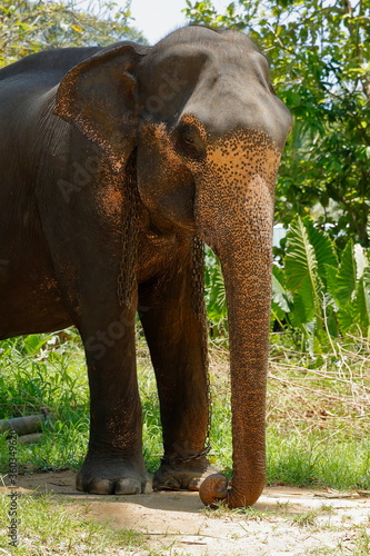 Sri Lanka elephants. Tourists can contact the elephants in this park. It's like giving them food or washing them in the river. photo