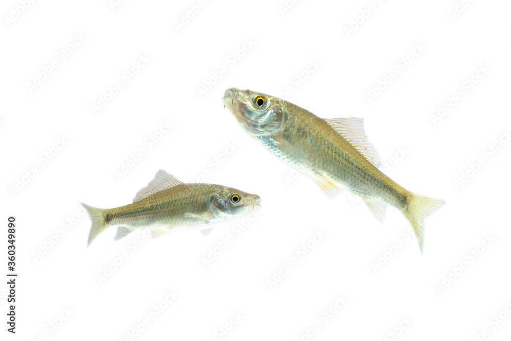 Osteochilus vittatus/ Nilem Bonylip barb fish Is a medium sized freshwater fish.from asia Osteochilus vittatus/ Nilem Bonylip barb fish Is a medium sized freshwater fish.from asia