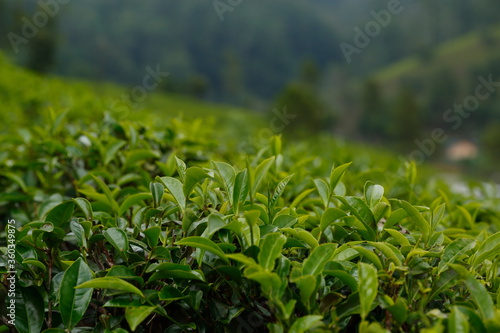 Tea plantation. Eliya Nuwara, Sri Lanka.