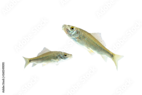 Fototapeta Naklejka Na Ścianę i Meble -  Osteochilus vittatus/ Nilem Bonylip barb fish Is a medium sized freshwater fish.from asia