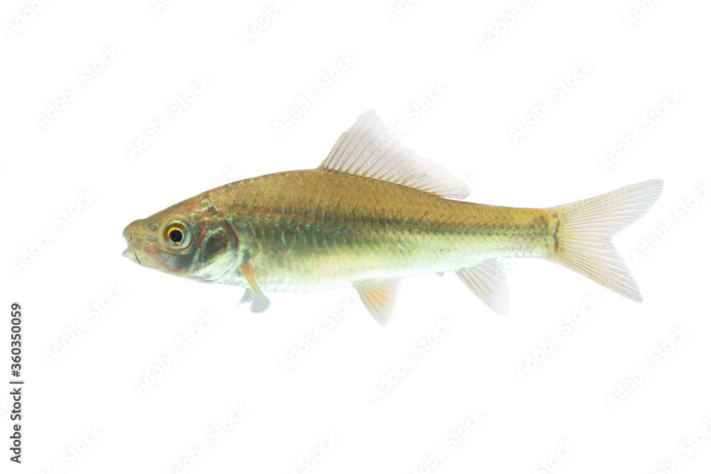 Osteochilus vittatus/ Nilem Bonylip barb fish Is a medium sized freshwater fish.from asia Osteochilus vittatus/ Nilem Bonylip barb fish Is a medium sized freshwater fish.from asia