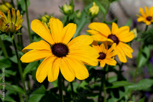 Close up view of sunny yellow black-eyed susan redubeckia flowers on a bright summer day