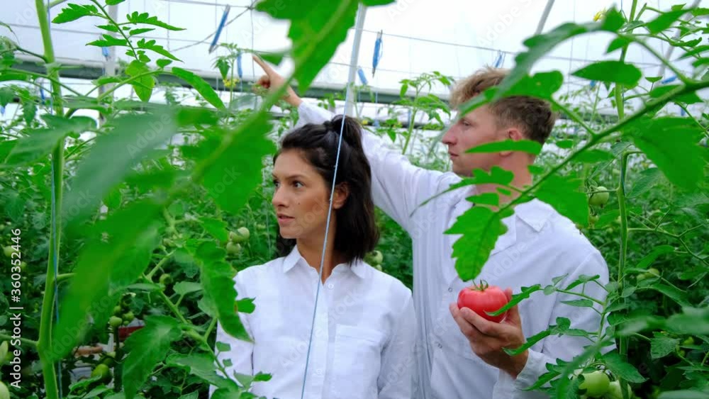 Scientist researches tomatoes. Modern technologies in farming. Works on plantations. Greenhouse of organic tomatoes. Scientist researches tomatoes. Modern technologies in farming. Works on plantations. Greenhouse of organic tomatoes.