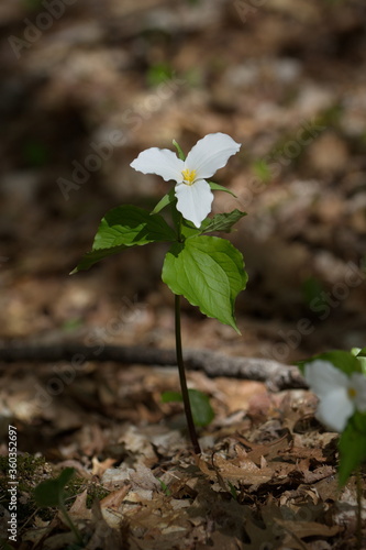 White Trillium in blooming in early srping in the woods of Sounthern Ontario. © Evan