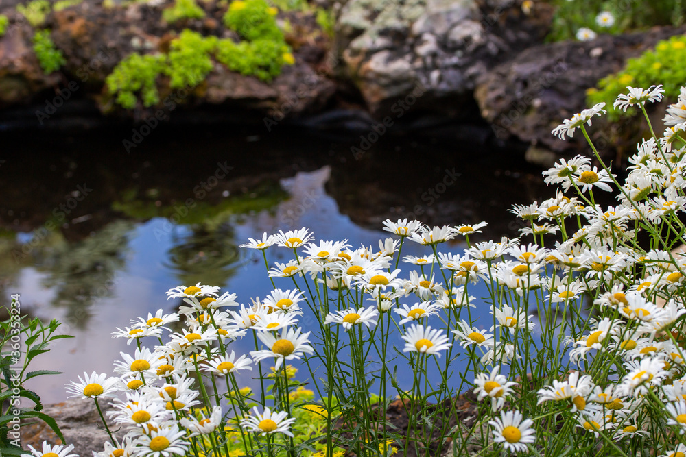 Close up view of shasta daisies in front of a garden water pond on a sunny day