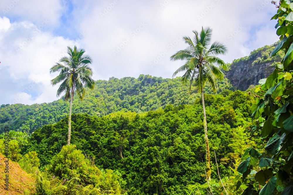 Rarotonga beautiful green tropical mountains, rainforests, scenery, landscapes, Cook islands, Pacific islands