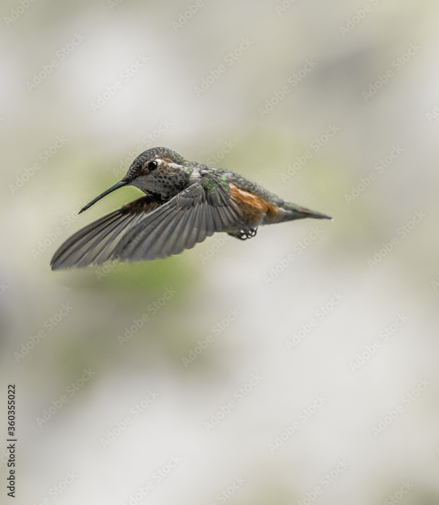 Obraz premium Rufous Hummingbird 1872