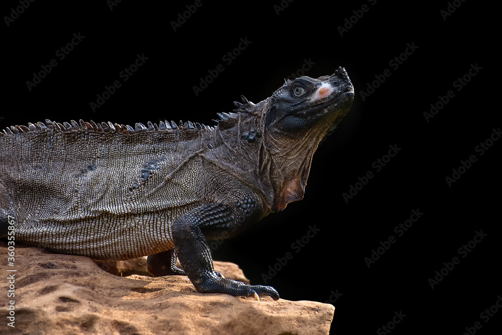 Obraz premium Hydrosaurus microlopus