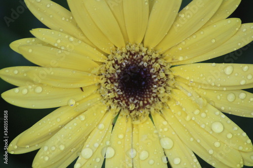 yellow daisy gerbera