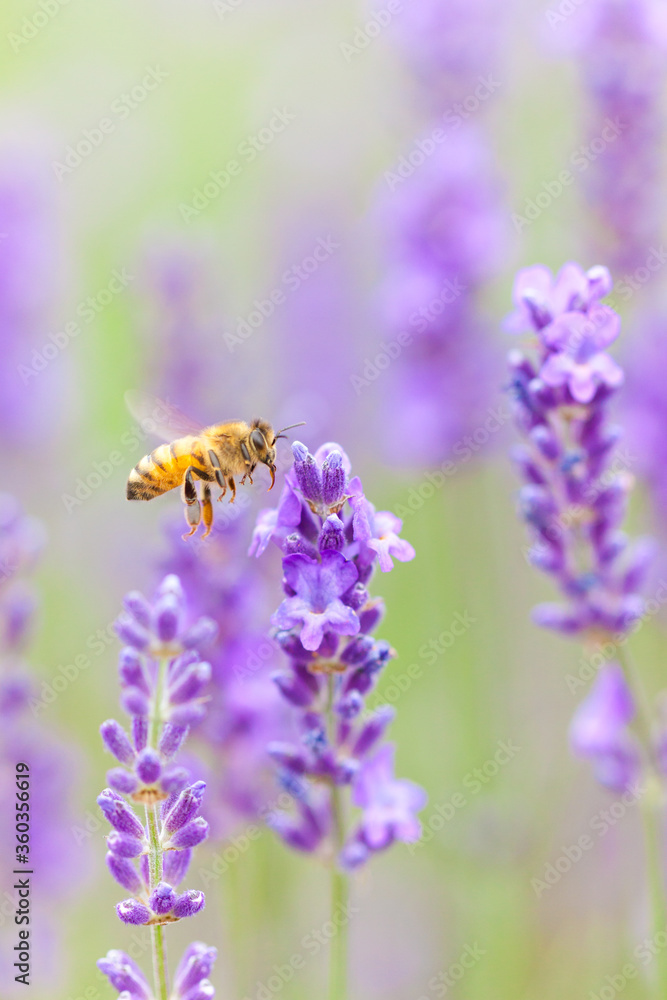 flying honeybee on lavender flower flying honeybee on lavender flower