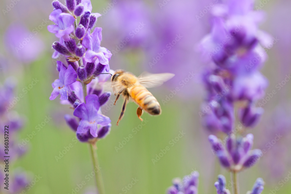 flying honeybee on lavender flower flying honeybee on lavender flower
