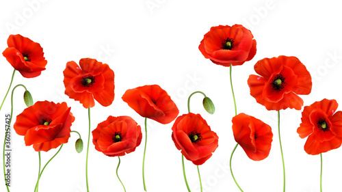 Red Poppy background. 3d Realistic Vector
