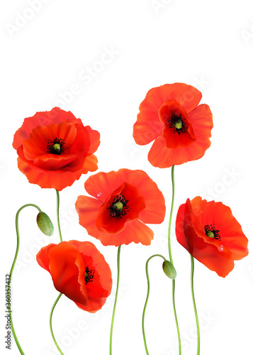 A Red Poppies isolated on white background. 3d Realistic Vector