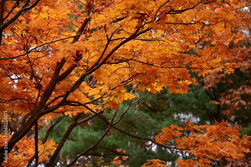 Autumn colors in Virginia
