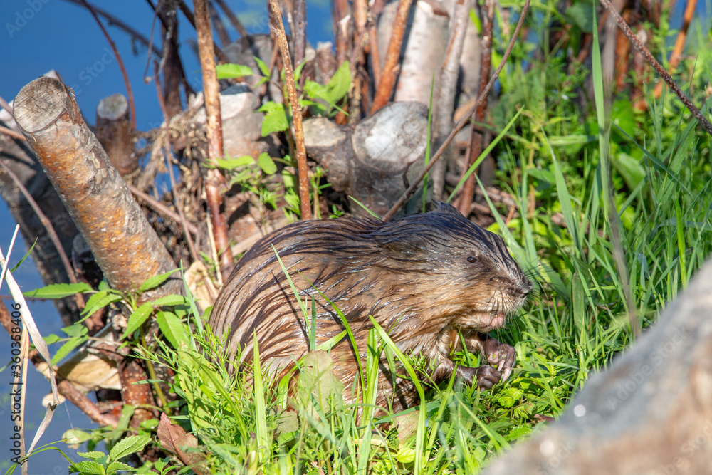 Muskrat (Ondatra zibethicus) sitting on the shore next to a lake Muskrat (Ondatra zibethicus) sitting on the shore next to a lake