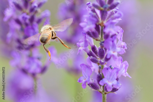 flying honeybee on lavender flower