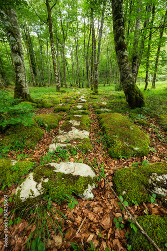 Fototapeta Naklejka Na Ścianę i Meble -  Idyllic forest landscape with mossy stones and mossy tree trunks. Fairy tale scenary. High quality photo