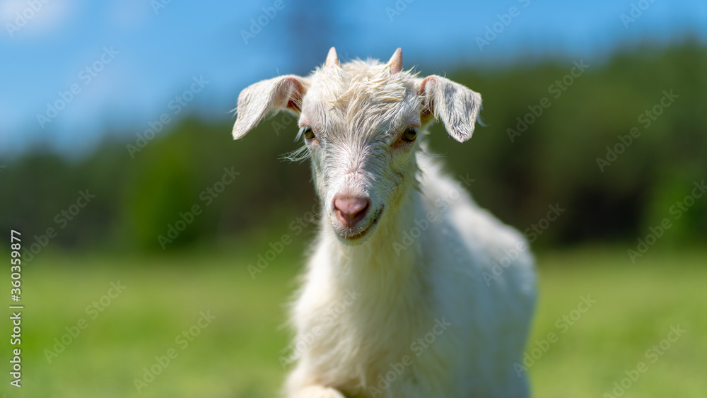 Close up of little goat grazing in green meadow.