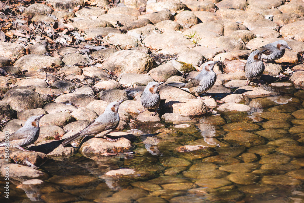 Fototapeta premium birds along river