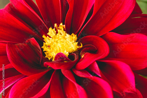 Red Dahlia Blooms with Yellow Centers-Macro Closeup-rectangle