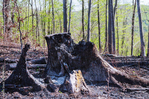 Charred trees after a forest fire. Natural disasters.