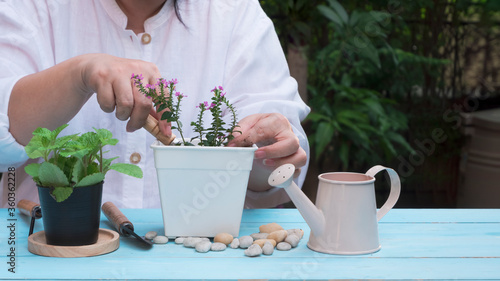 Cropped image of mature women planting small houseplant into white plastic flower pot on blue wooden table in home gardening area 