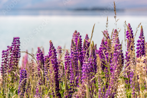 Lake Tekapo Flowers