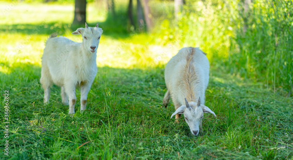 Obraz premium Little goats grazing in green meadow. Animals eating green grass outdoors.
