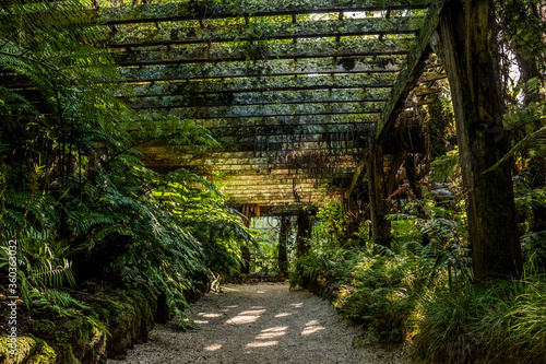Fotografie A contrast view through darkness and light in fernery in Auckland Domain New Zea