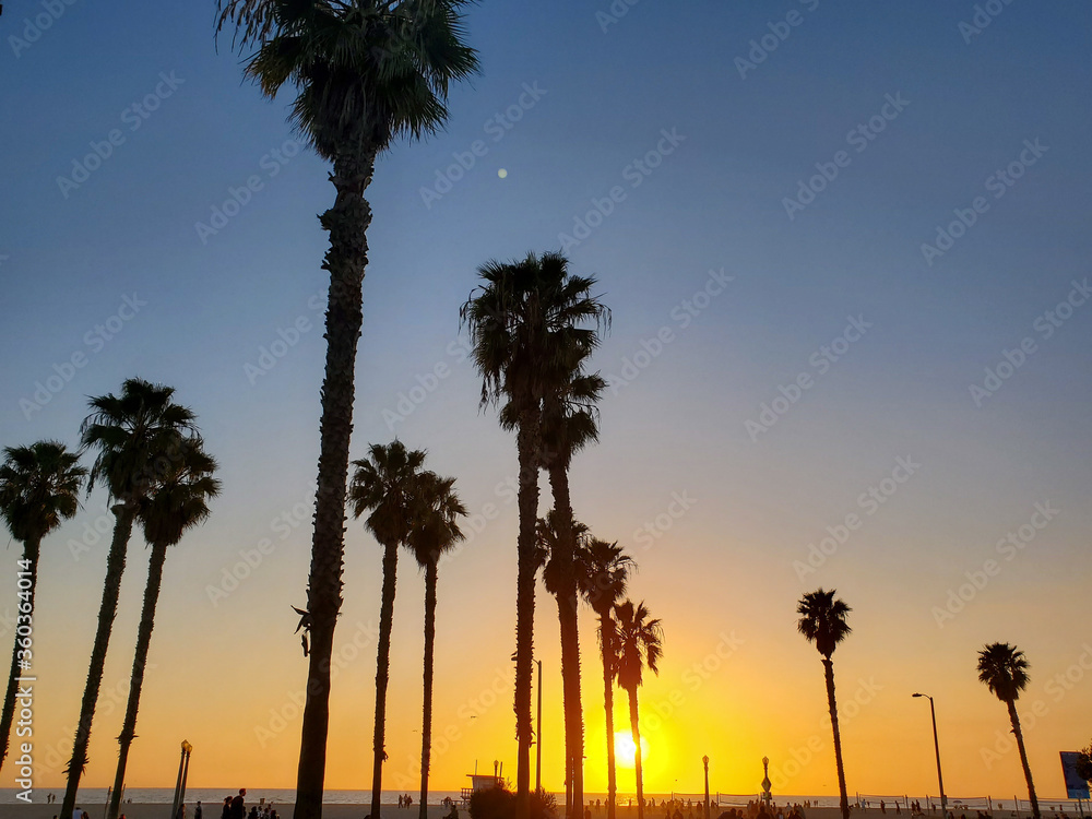 beach palm trees at sunset