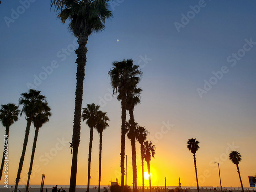 beach palm trees at sunset