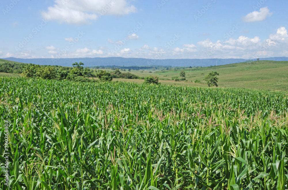 Wide corn farm on the hill under blue sky