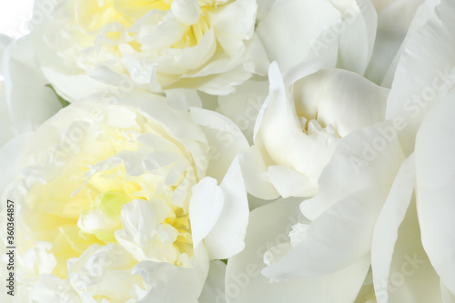 Beautiful white peonies as background, closeup view