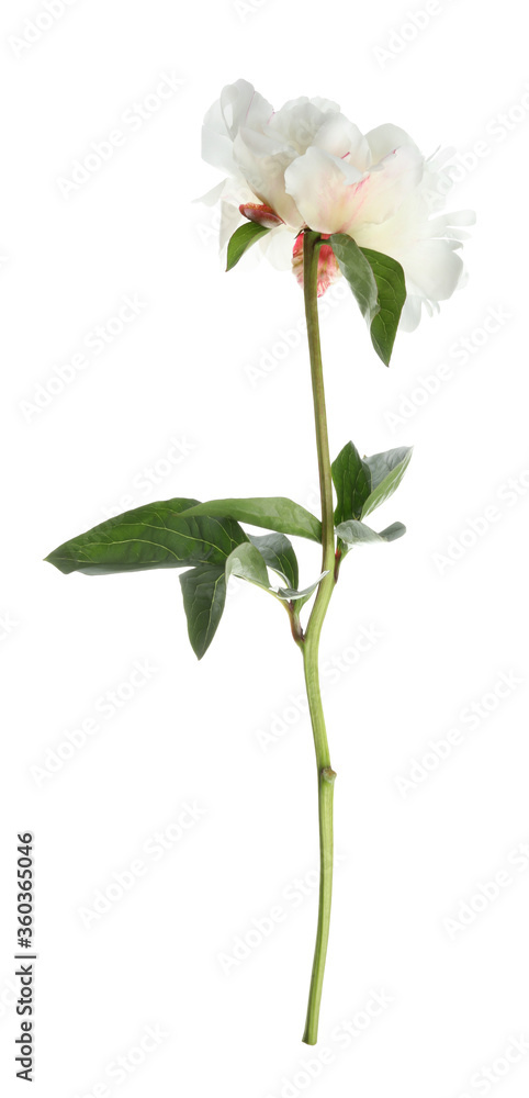Beautiful fragrant peony flower isolated on white Beautiful fragrant peony flower isolated on white