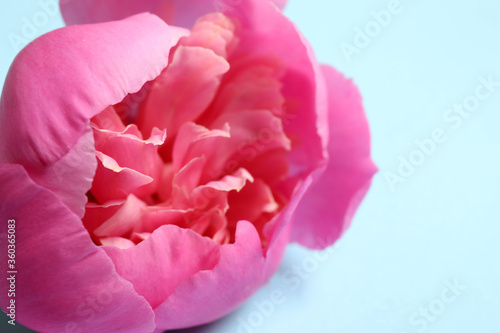 Fototapeta Naklejka Na Ścianę i Meble -  Beautiful pink peony on light blue background, closeup