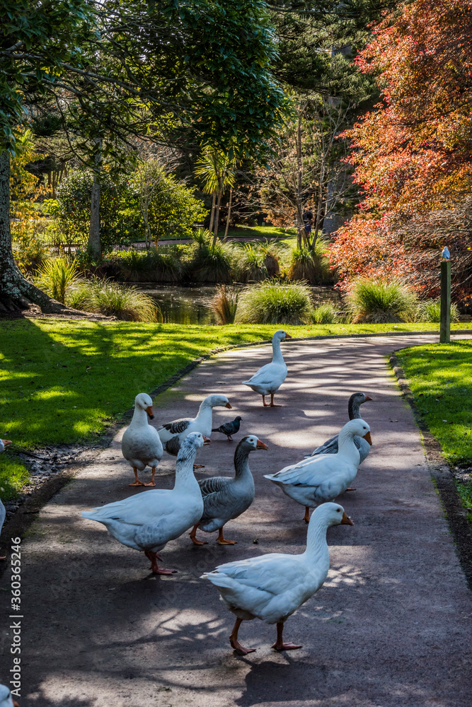 Fototapeta premium Auckland Domain park with geese walking ont he footpath