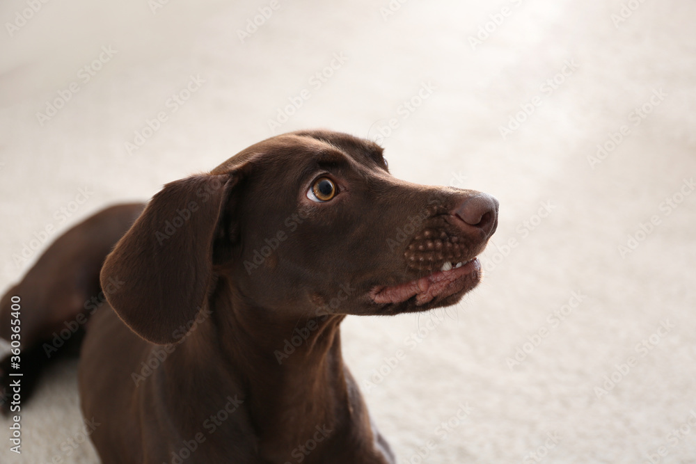 Beautiful brown German Shorthaired Pointer dog at home
