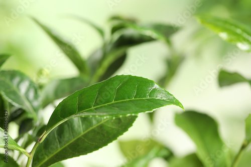 Green leaves of tea plant on blurred background, closeup. Space for text