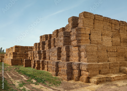 Many cereal hay bales outdoors. Agriculture industry