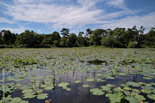 蓮の葉に覆われた池の上空に、白い雲が浮かぶ青空が広がっている風景 © FUJIOKA Yasunari