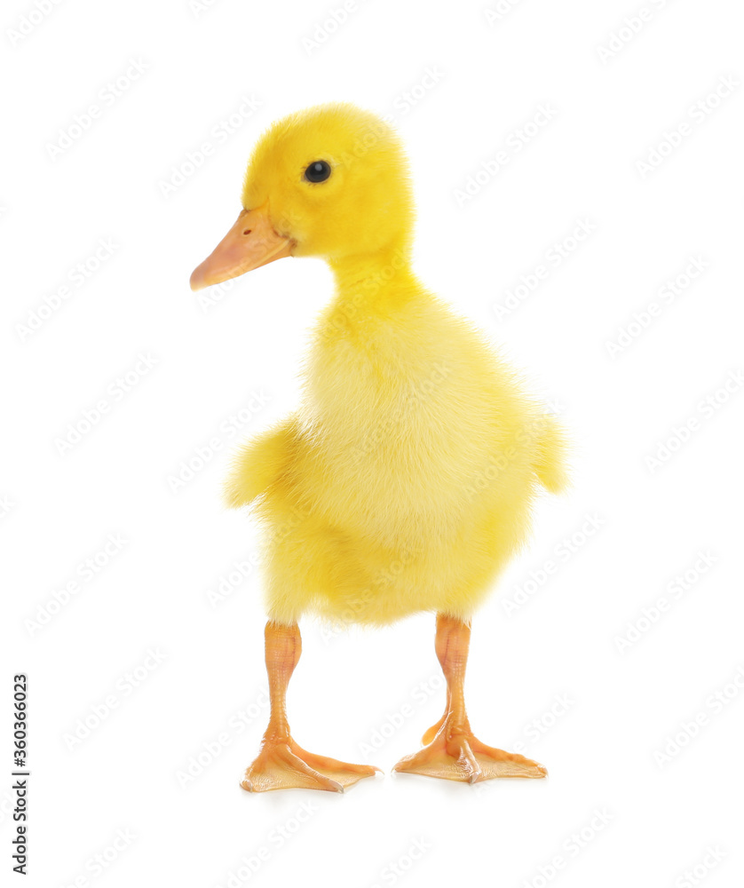 Cute fluffy baby duckling on white background Cute fluffy baby duckling on white background